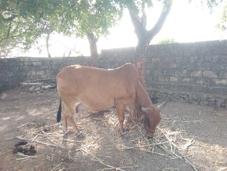 ગાય