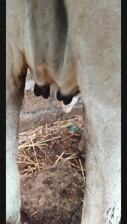 હૉડકી