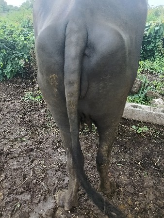 1 વેતર ખડેલી વેસવાની છે