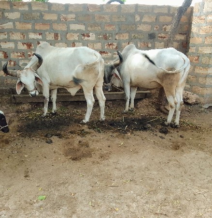 ગોઢલા વેચવાના છે