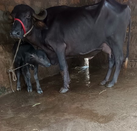ખડૅલી વૅચવાની છૅ.