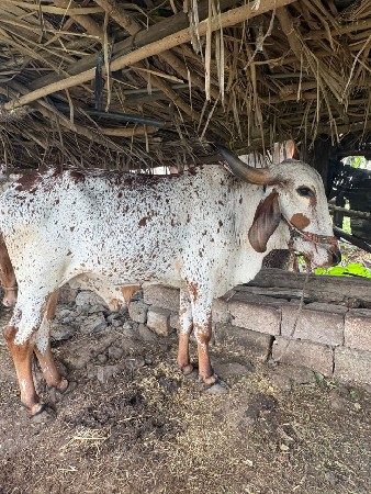 બળદ વેસવા ના સે