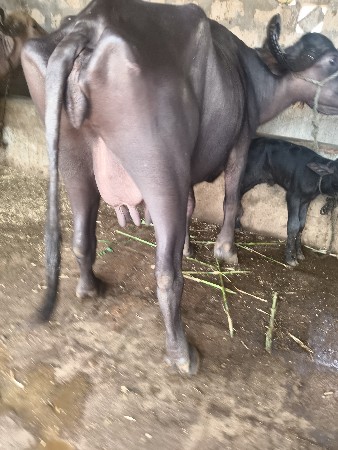 ભેંસ વેચવાની છે