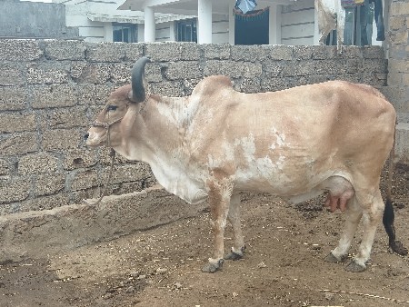 ગાય વેચવાની છે