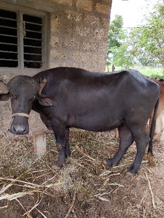 પાડી છે એક 2 મહિના નો ગાભ છે