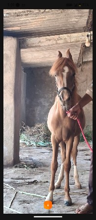 વછેરી