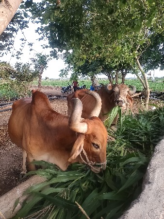 બળદ