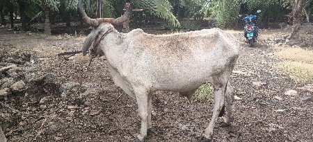 2 ધર નો છે. બધી મા સાલુ છે.
