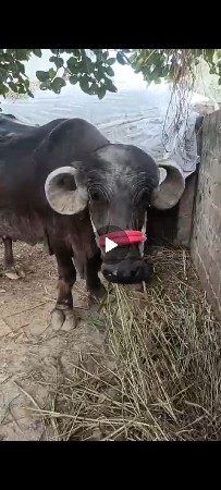 ભેંસ વેચવા છે