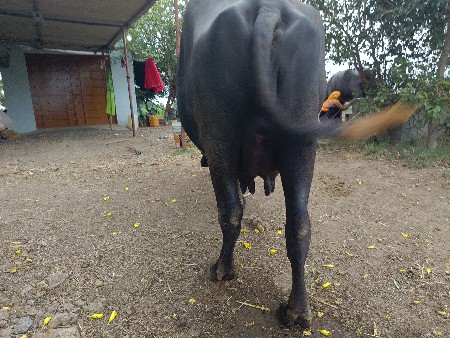 ભેંસ વેચવાની છે