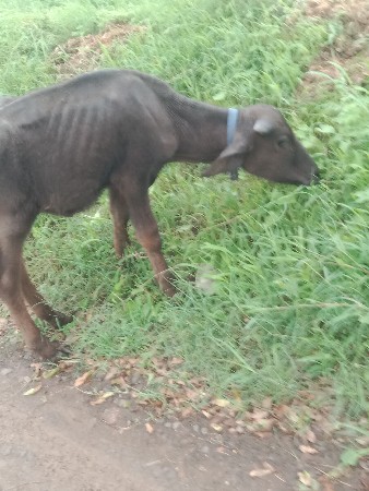 આ પાડી વેચવાની છે
