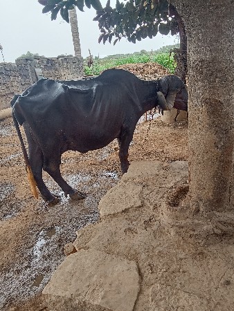 ભેંસ વેચવાની છે