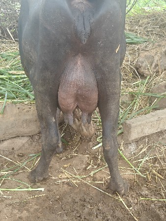 બની  નસલ ની ભેંસ વેચવાની છે