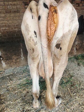 ગાય વેસવા ની છે