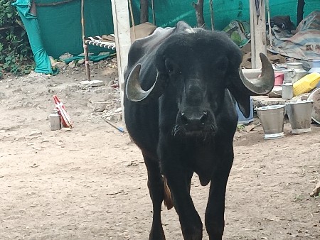 ખડેલી વેચવાની છે