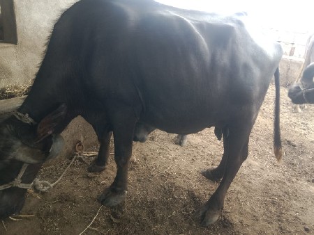 પાડી છે