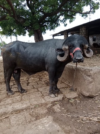 પાડો વેચવાનો છે