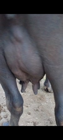 ત્રીજો વેધર વિયાણલ