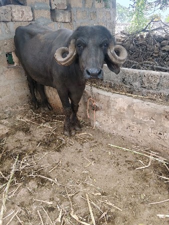 પેલા વેતરમા ખડેલી વેશવાનીછે 1 મહીના