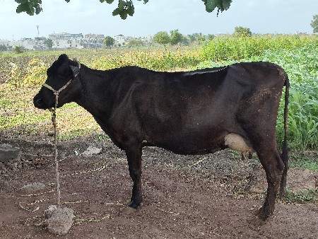 જરસી ક્રોશ ગાય