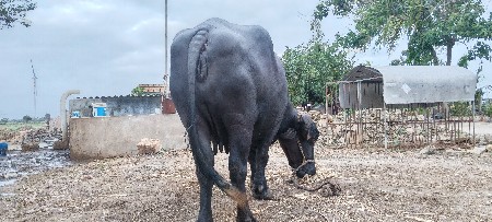 ફૂલ જવાબ દારી
