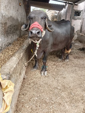 ખડેલી વેચવાની છે