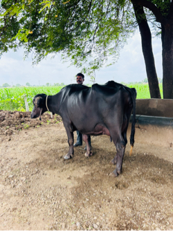 ભેંસ વેચવાની છે 2,70,000 નં 8980354580