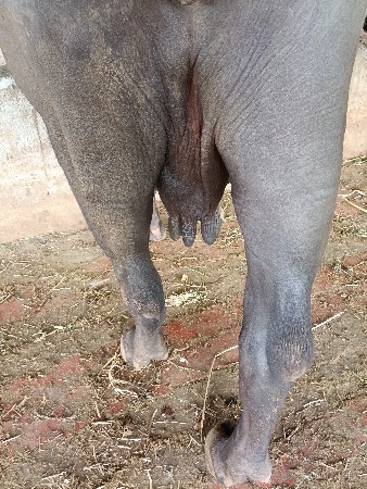 ભેંસ વેચવાની છે