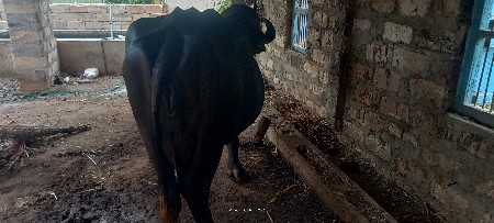 જાફરાબાદી ભેંસ વેચવાની છે