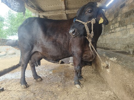 h.f ગાય વેચવાની છે