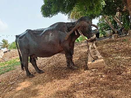 ભેંસ વેસ્વાની