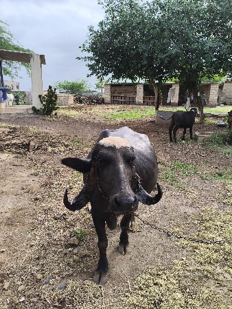 ભેંસ વેચવાની છે