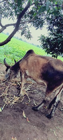ગાય વેચવાની છે