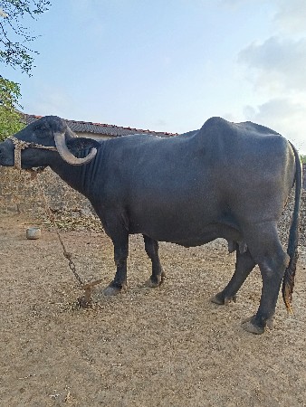 ભેંસ વેચવાની છે.