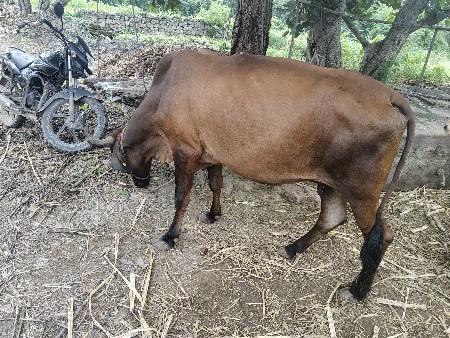 ગાય ક્રોસ
