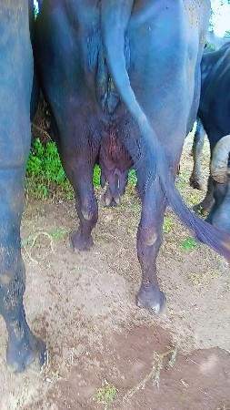 ભેસ
