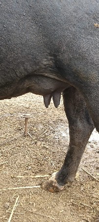 ભેશ પેલુ વેતર વીયાણી