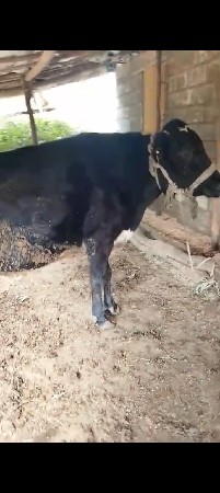 ગાય વેસવાની છે