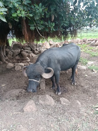 આ પાડો વેચવાનો છે મોખાણા જોવ
