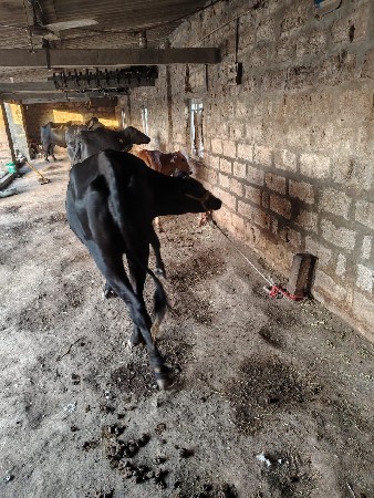 હોડકી