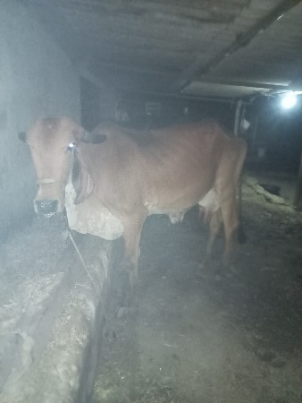 ત્રણ ત્રણ લીટર દૂધ