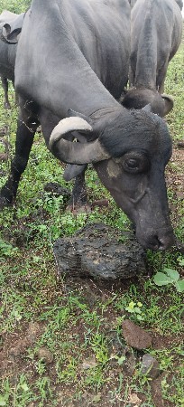 આઠમીના ગાભણી