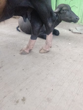 ભેંસ વેચવાની છે