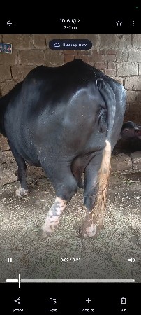 ભેંસ વેચવાની છે વેતર 3