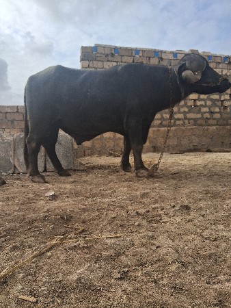 આ પાડો વેચવાનો છે