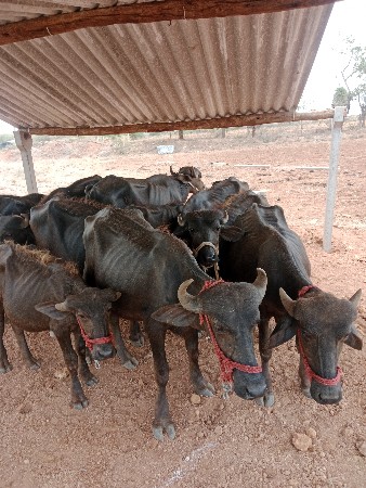 ખડેલા