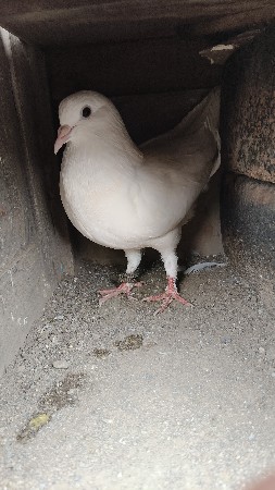 kabutar veshva na che