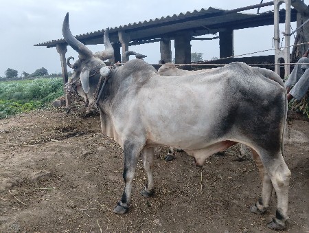 4 ધર