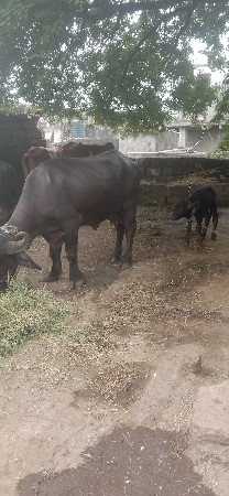 bhes vechvani che