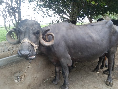 ભેંસ વેચવાની છે
